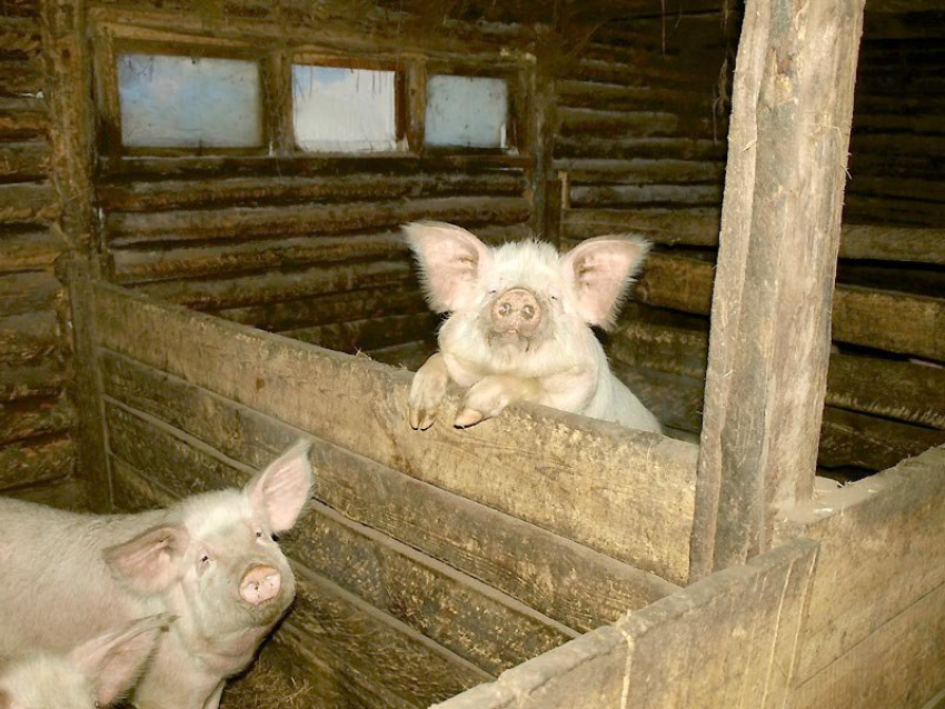 На пожаре в Терновском районе погибли 2 свиньи и 12 уток