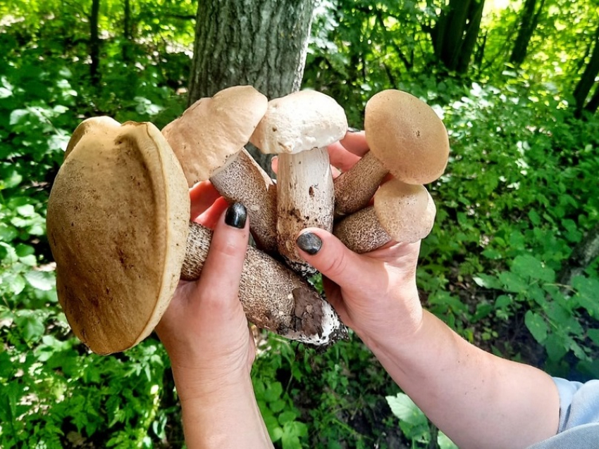 Семь человек отравились грибами за месяц в Воронежской области