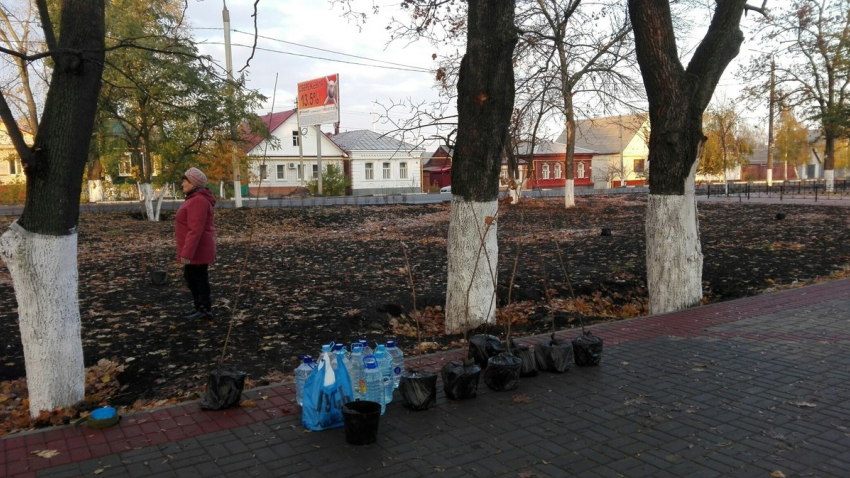 Борисоглебские медики высадили в Театральном парке еще 20 деревьев