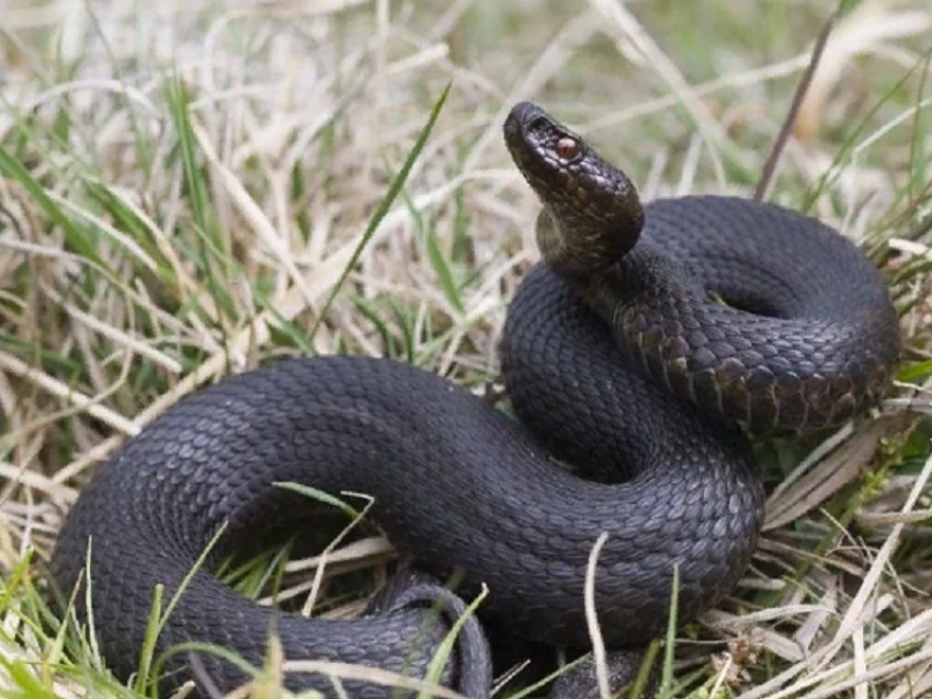 Житель Поворинского района загрыз гадюку