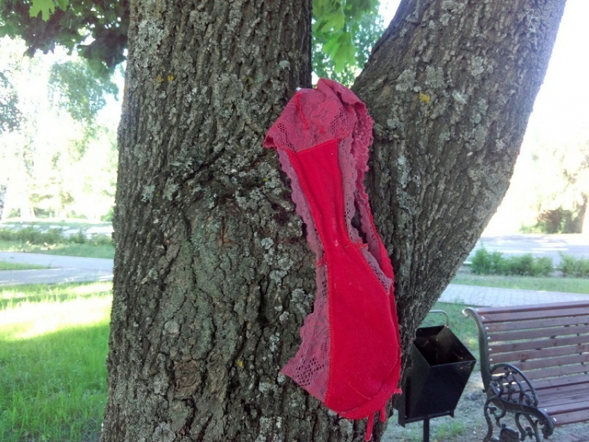 Кружевное белье обнаружил наш читатель на дереве в Театральном парке Борисоглебска