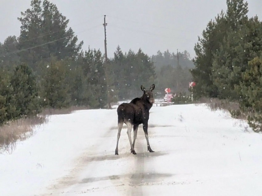 О лосях на дорогах Воронежской области предупредили автомобилистов 
