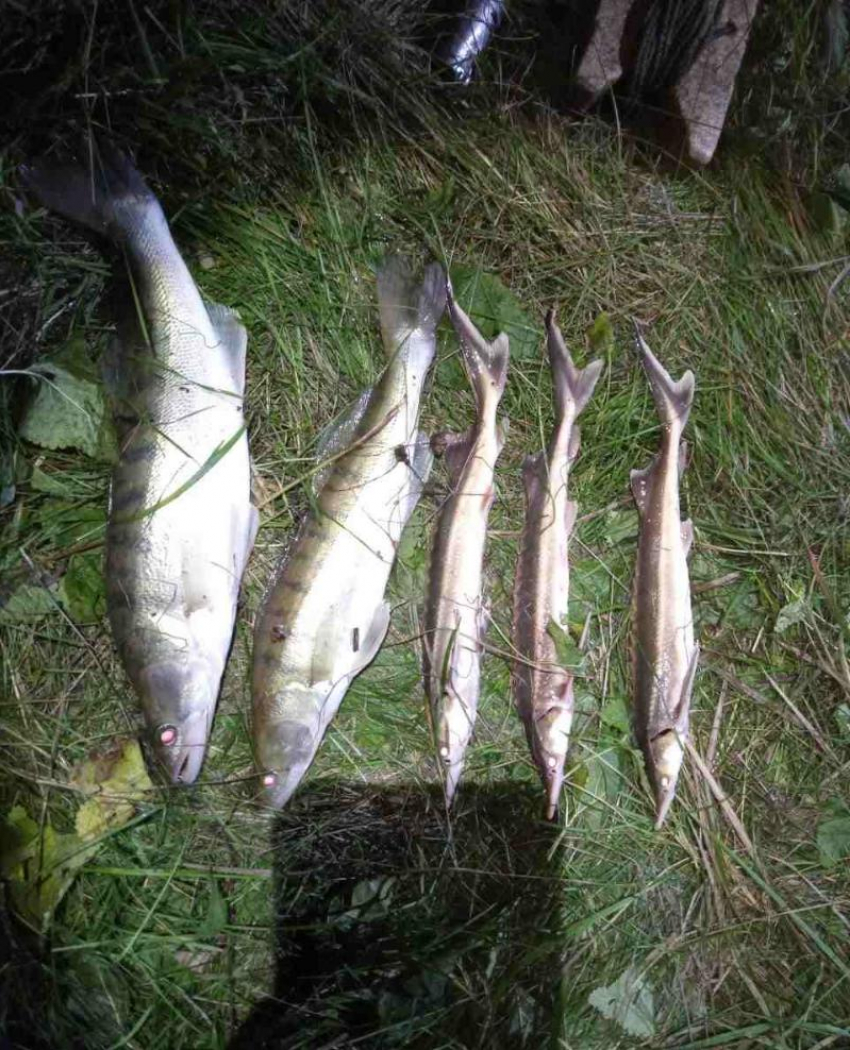 Браконьера с краснокнижной рыбой  задержали в Воронежской области 