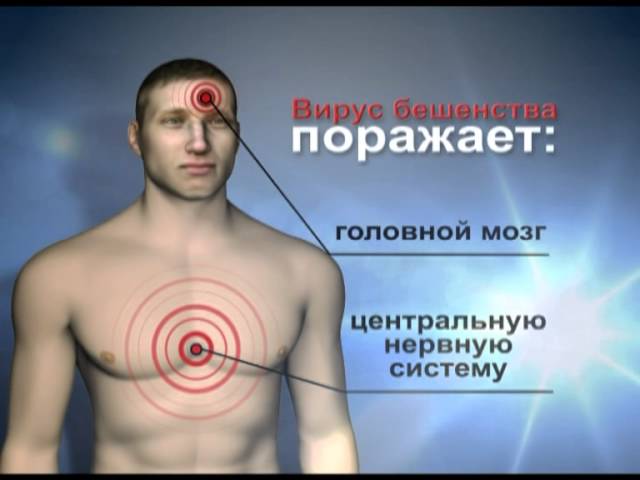 вирус.jpg вирус.jpg