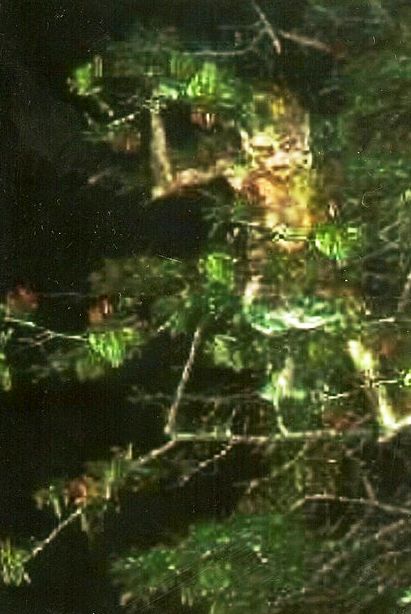 leshiy.jpg leshiy.jpg