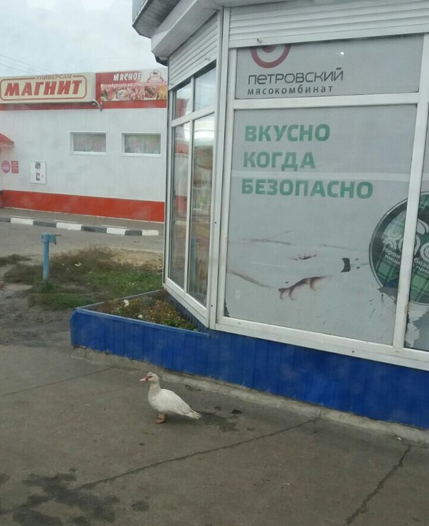 утка.jpg